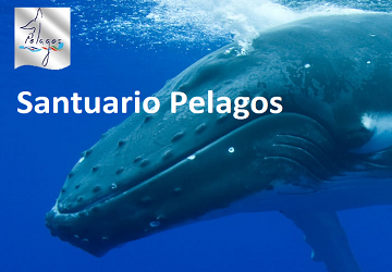 megattera sotto il mare