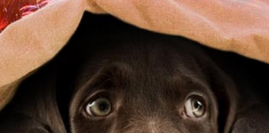 primissimo piano di cane con occhi spaventati