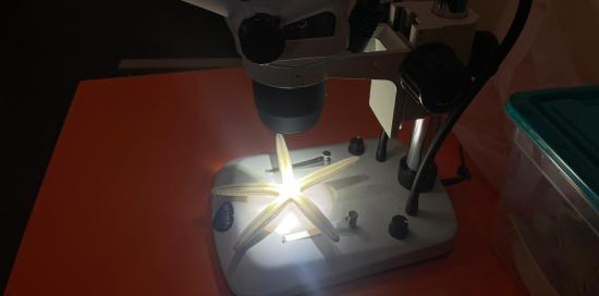 microscopio e stella marina