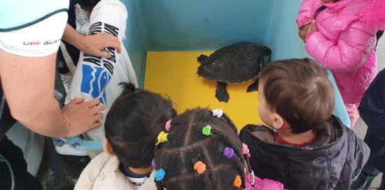 Caretta caretta