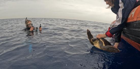 Caretta caretta