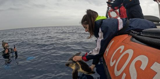 Caretta caretta