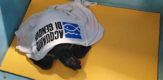 Caretta caretta