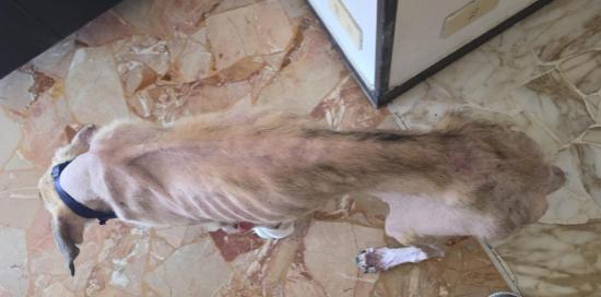 Il cane soccorso in un'abitazione privata a Marassi