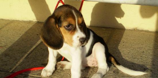 Cane razza beagle