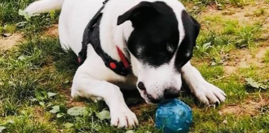 Un cane bianco e nero morde su un prato una palla di gomma