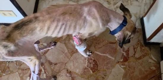 Il cane soccorso in un'abitazione privata a Marassi