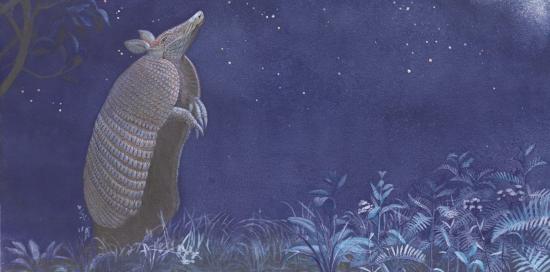 Armadillo-C.Flore