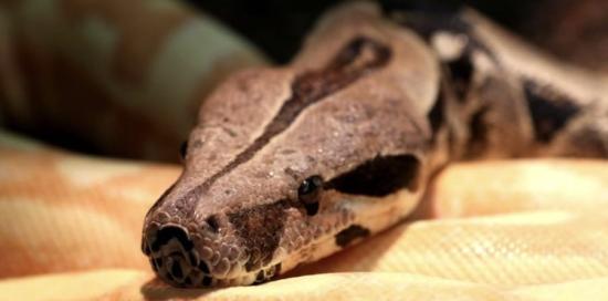 Boa_constrictor_BOA_COSTRITTORE