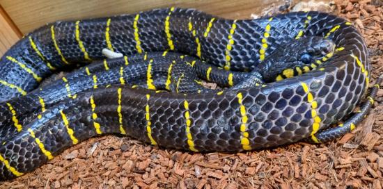 Boiga_dendrophila_SERPENTE_DELLE_MANGROVIE