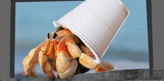 foto murales crostacei che esce da un bicchiere di plastica