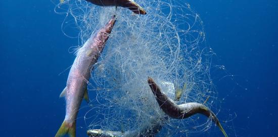 Pesci intrappolati in una rete da pesca