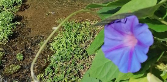 Un fiore blu di ipomea, tipica pianta rampicante