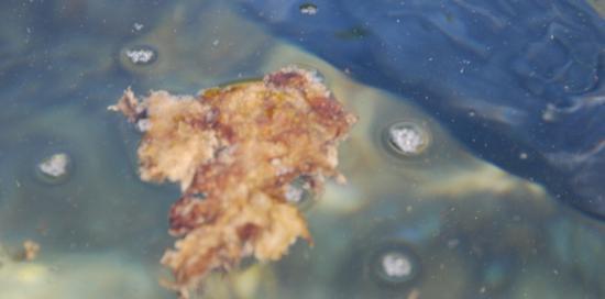 alga