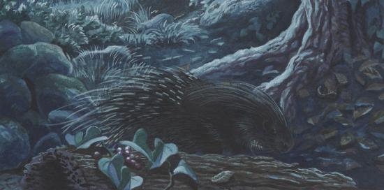 Istrice-C.Flore Istrice-C.Flore