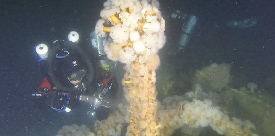  La spedizione Un Lembo di Patria filma la prua coperta di anemoni della Stockholm_credito Andrea Murdock Alpini PHY DIVING EQUI