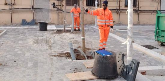 Due nuovi alberi piantumati in Lungomare Canepa