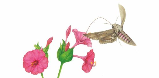 Mirabilis jalapa e Agrius convolvuli-L.Carcano Mirabilis jalapa e Agrius convolvuli-L.Carcano