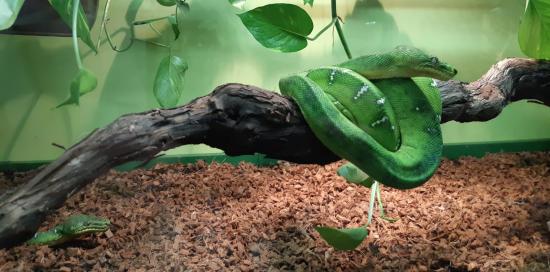 Mostra Serpenti