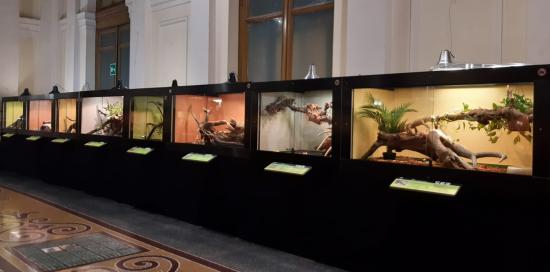 Mostra Serpenti-Teche