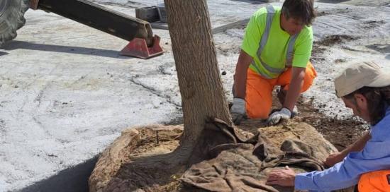 Piantumazione alberi al Waterfront di Levante