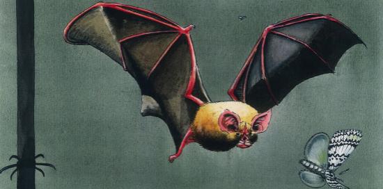 Pipistrello-F.Pratesi