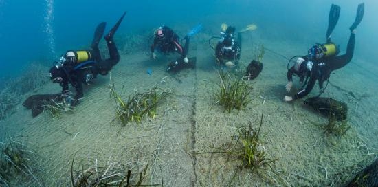 Sealife Care-Rolex Giraglia-Posidonia