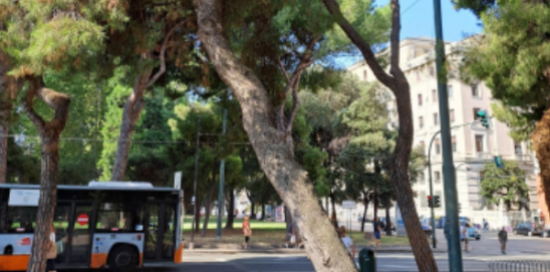 Un pino di via Thaon de Revel