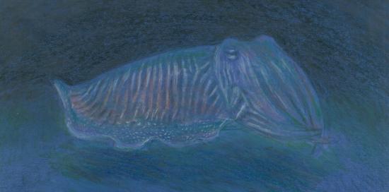 Seppia-B.Banfi Seppia-B.Banfi