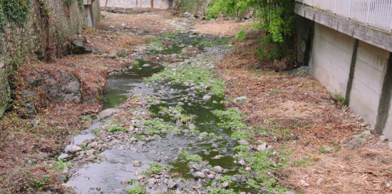 Un dettaglio del greto del torrente Fereggiano appena ripulito dalla vegetazione