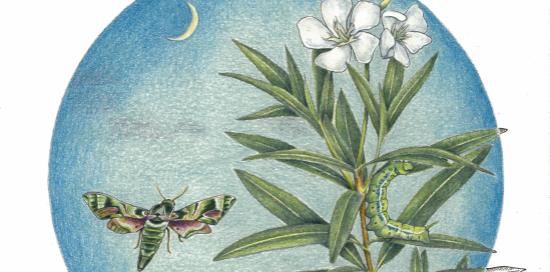 Sfinge oleandro-C.Mazzocchi Sfinge oleandro-C.Mazzocchi