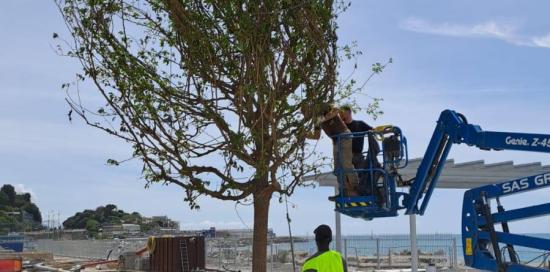 La piantumazione dei primi alberi al parco urbano di piazzale Kennedy