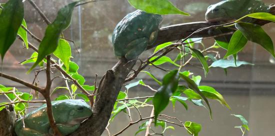 Tre esemplari di rane caratterizzate dal dorso verde con macchie bianche
