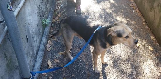 rolly il cane salvato dalla polizia locale