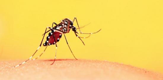 Una zanzara appoggiata sulla pelle umana e pronta a succhiare il sangue