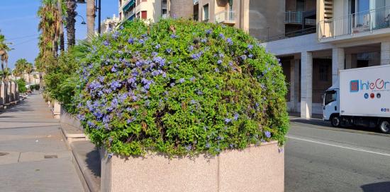 Aiuola della passeggiata risistemata dal settore Verde di Aster