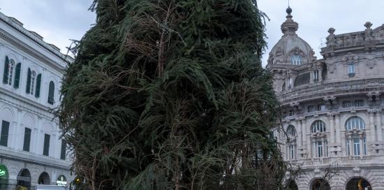 L'albero di Natale innalzato a De Ferrari: gli operai al lavoro