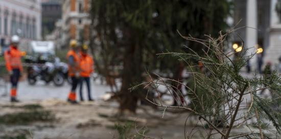 L'albero di Natale innalzato a De Ferrari