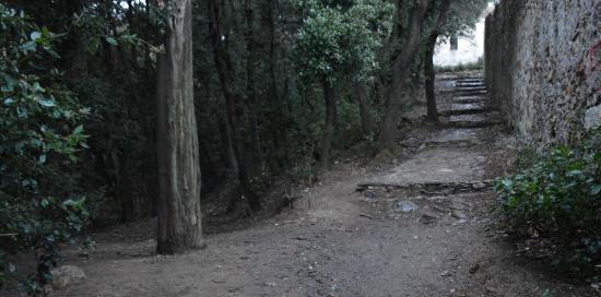 bosco dei frati