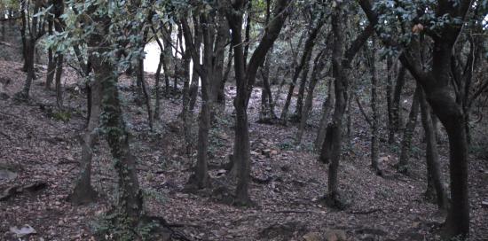 bosco dei frati