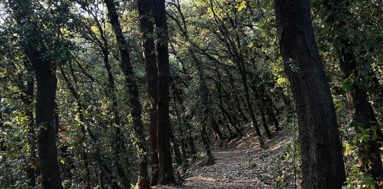 bosco dei frati