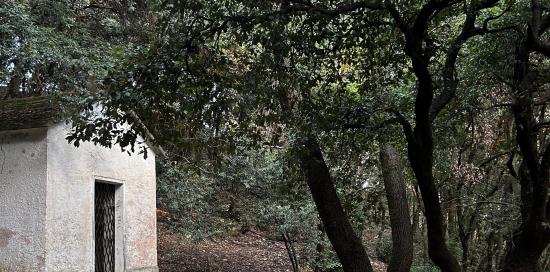 bosco dei frati