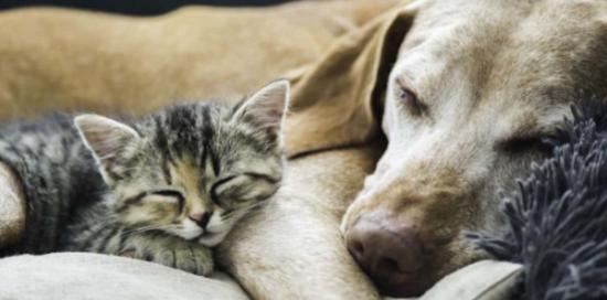 cane e gatto