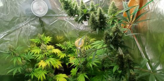 coltivazione di marijuana