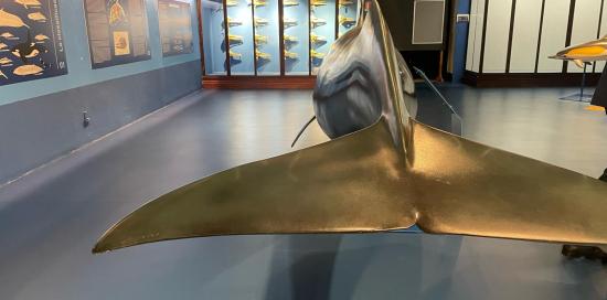 primo piano della coda di un modello di cetaceo 