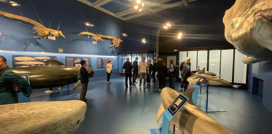 sala cetacei museo Doria