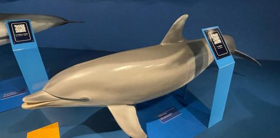 modello di delfino
