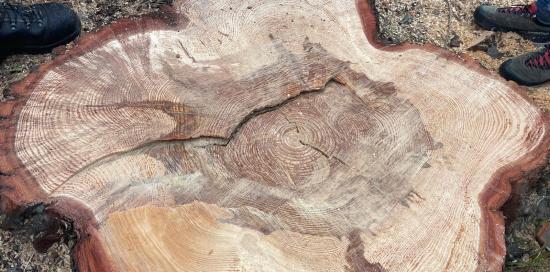 Il "cretto" (fenditura) presente nel tronco del pino tagliato