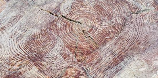 Il "cretto" (fenditura) presente nel tronco del pino tagliato