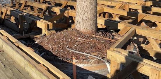 Il via ai lavori sulle 43 piante presso la Radura della Memoria